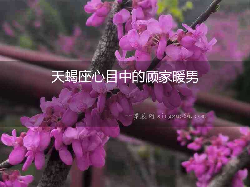 天蝎座心目中的顧家暖男
