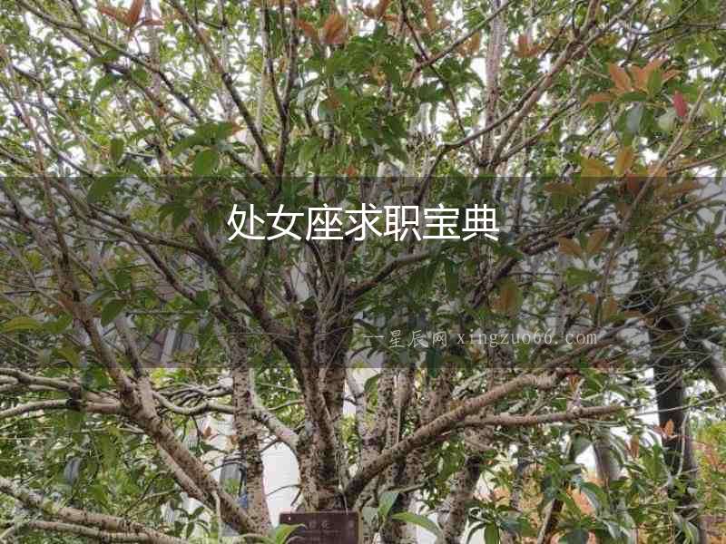 處女座求職寶典