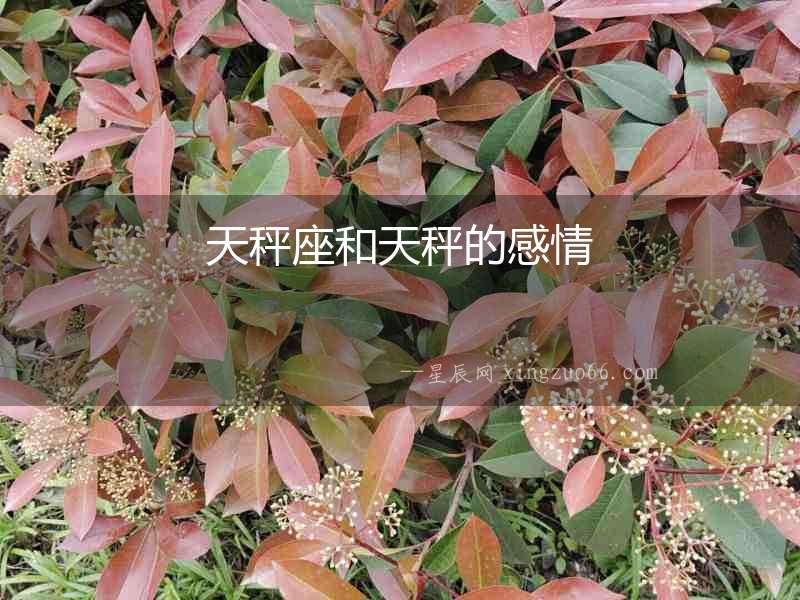 天秤座和天秤的感情