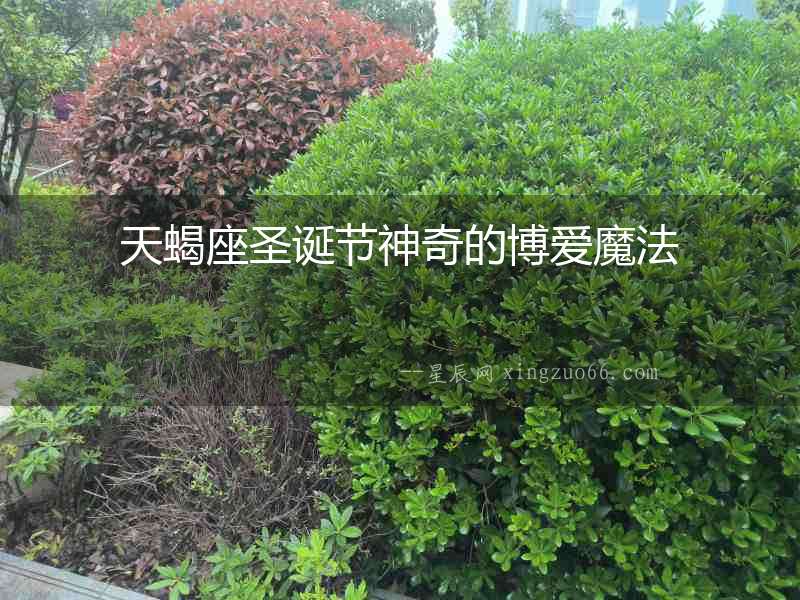 天蝎座圣誕節神奇的博愛魔法