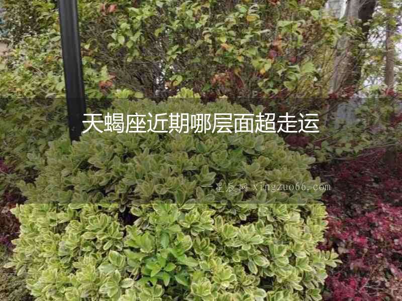天蝎座近期哪層面超走運
