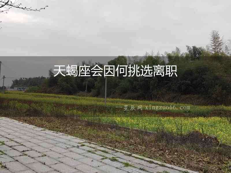 天蝎座會(huì)因何挑選離職