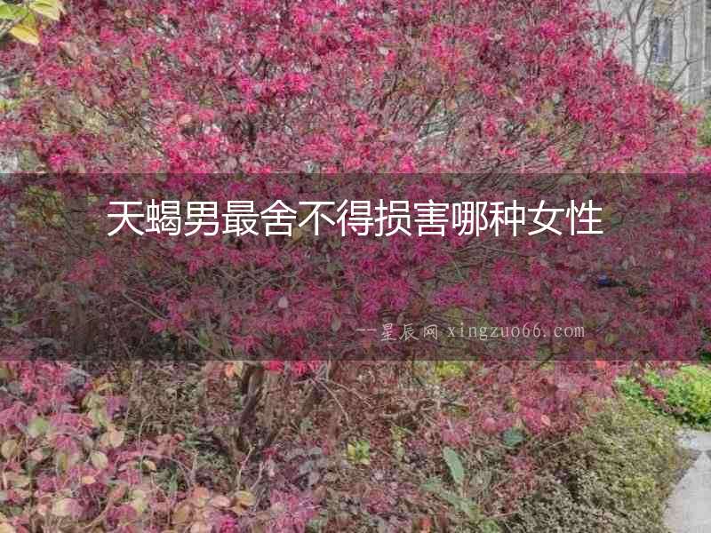 天蝎男最舍不得損害哪種女性