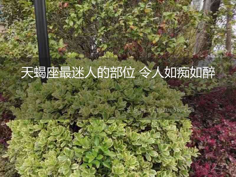 天蝎座最迷人的部位 令人如癡如醉