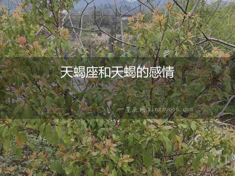 天蝎座和天蝎的感情