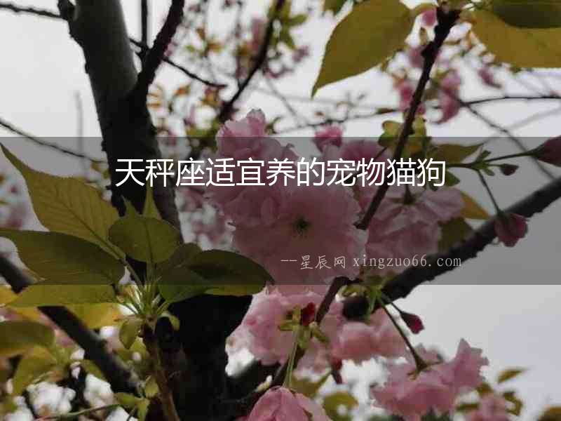 天秤座適宜養的寵物貓狗