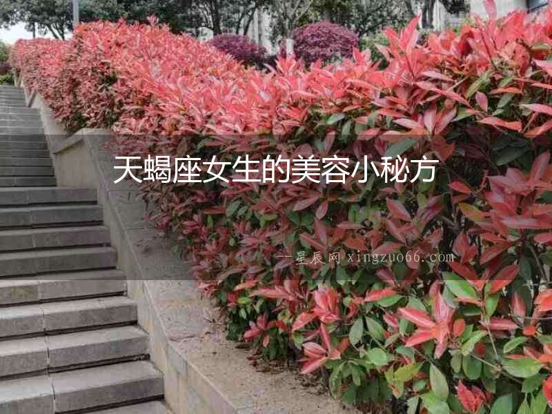 天蝎座女生的美容小秘方
