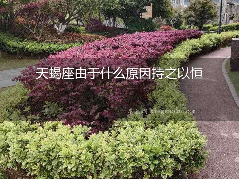 天蝎座由于什么原因持之以恒