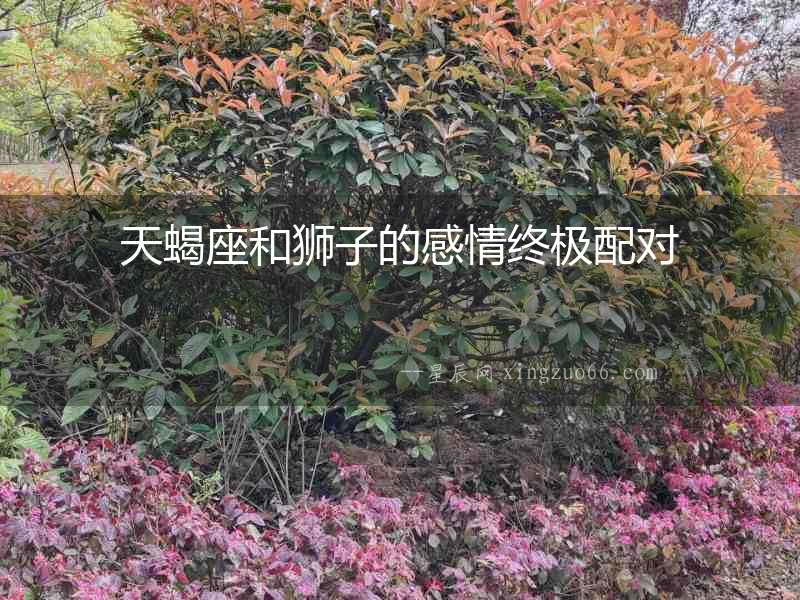 天蝎座和獅子的感情終極配對