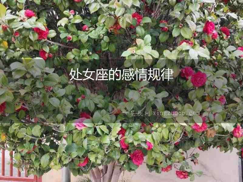 處女座的感情規律