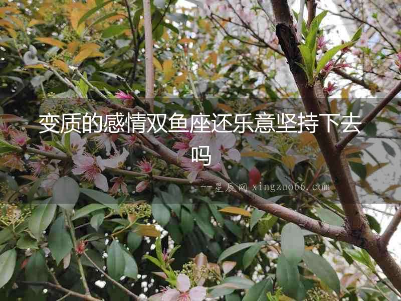變質的感情雙魚座還樂意堅持下去嗎
