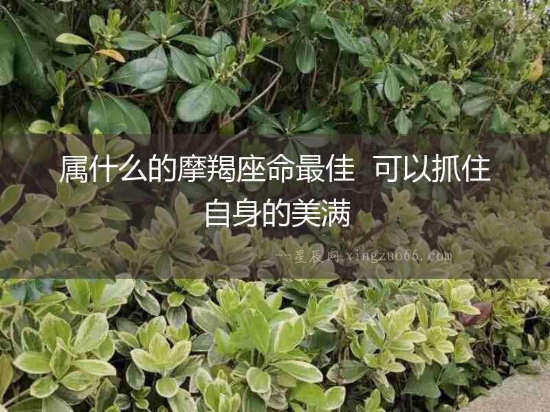 屬什么的摩羯座命最佳  可以抓住自身的美滿