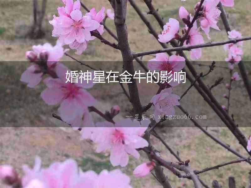 婚神星在金牛的影響