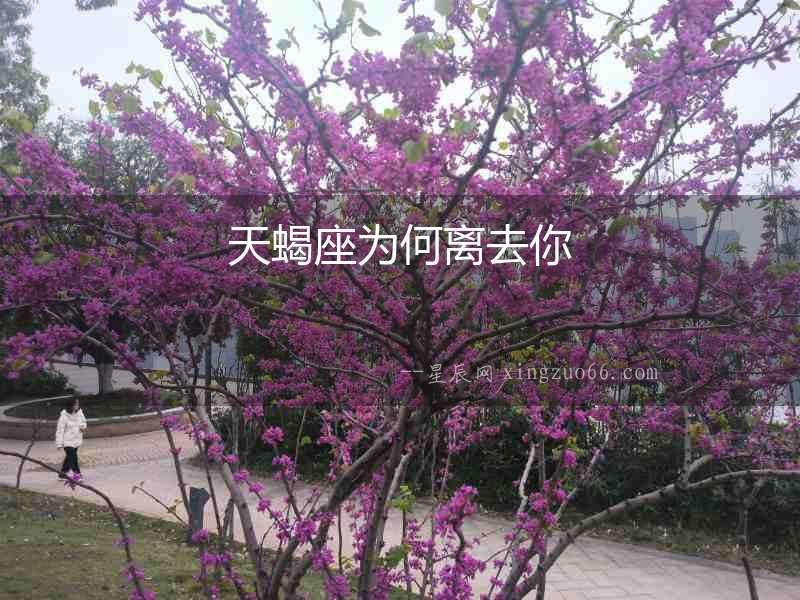 天蝎座為何離去你