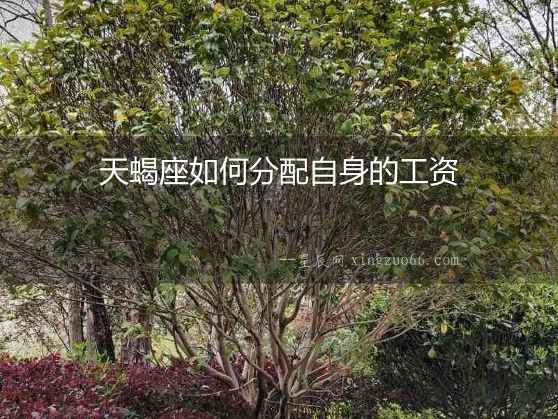 天蝎座如何分配自身的工資