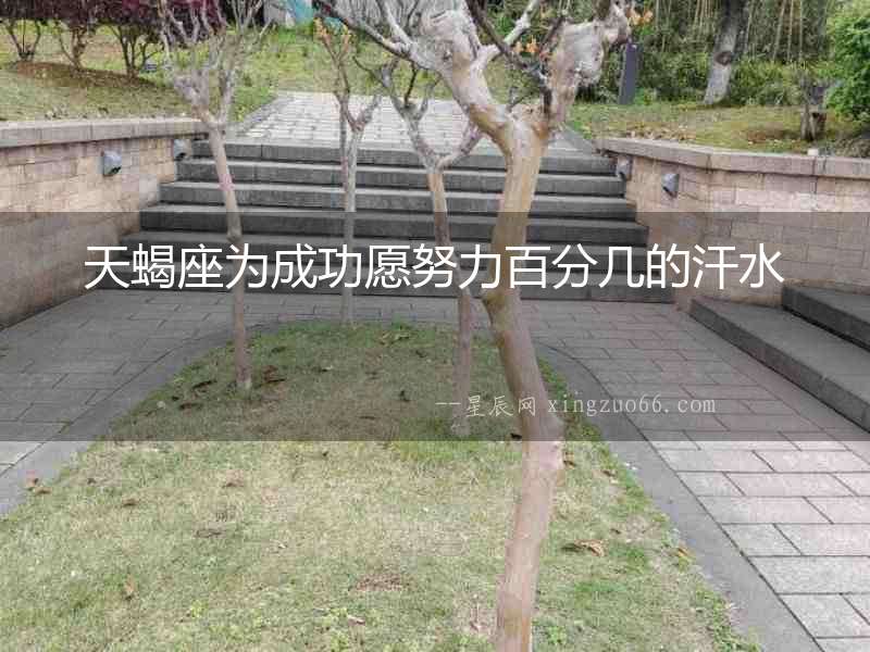 天蝎座為成功愿努力百分幾的汗水