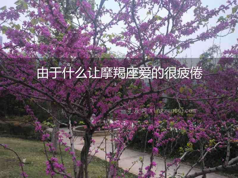 由于什么讓摩羯座愛的很疲倦