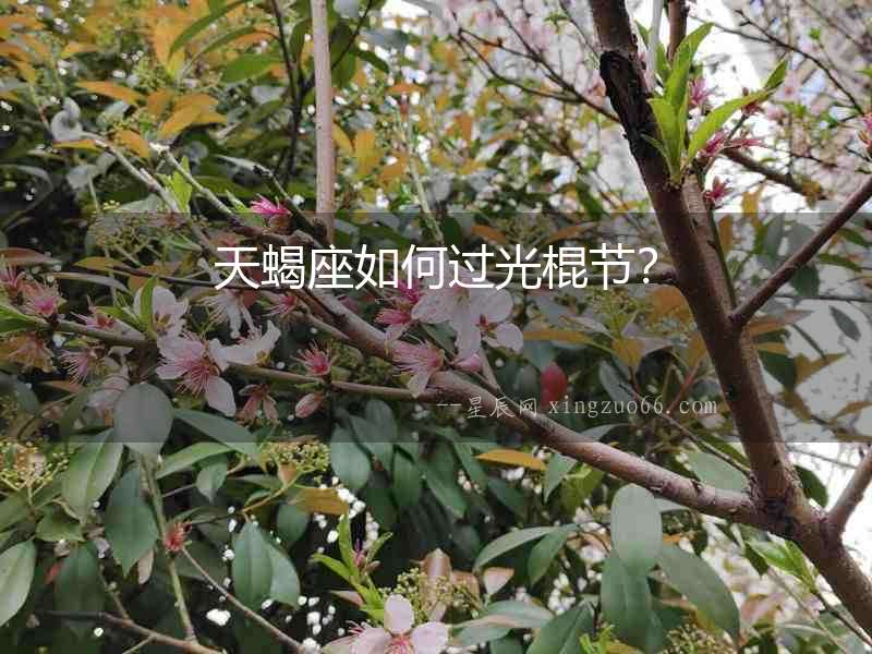 天蝎座如何過光棍節？