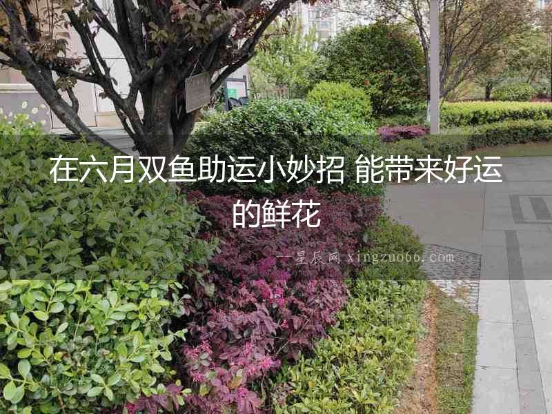 在六月雙魚助運小妙招 能帶來好運的鮮花