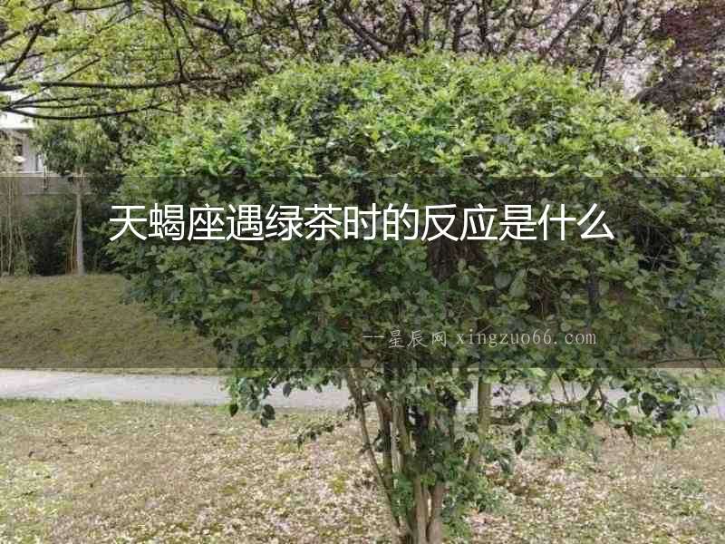 天蝎座遇綠茶時的反應是什么