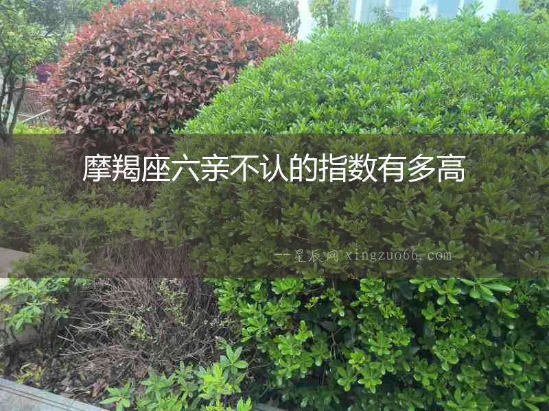 摩羯座六親不認的指數有多高