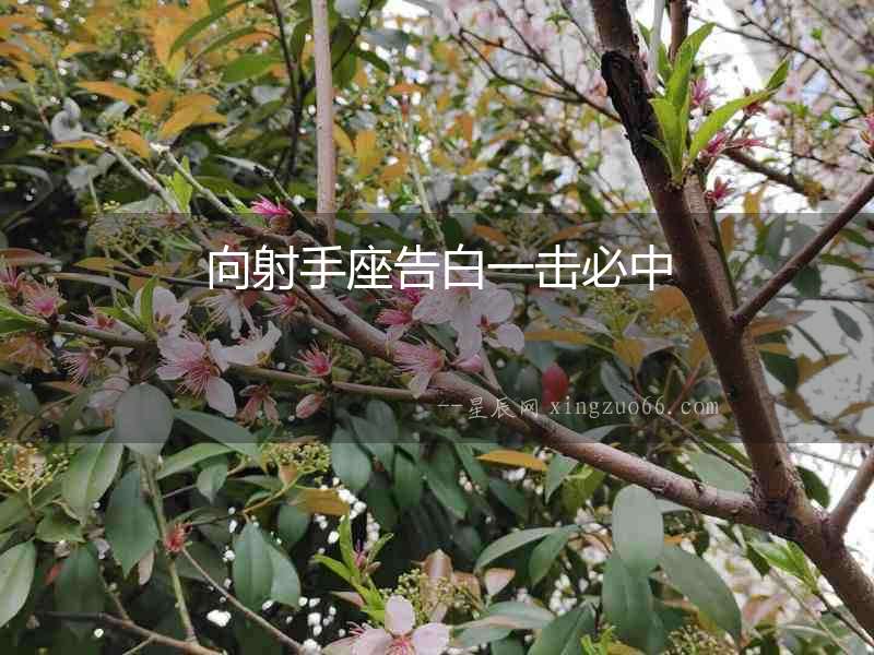 向射手座告白一擊必中