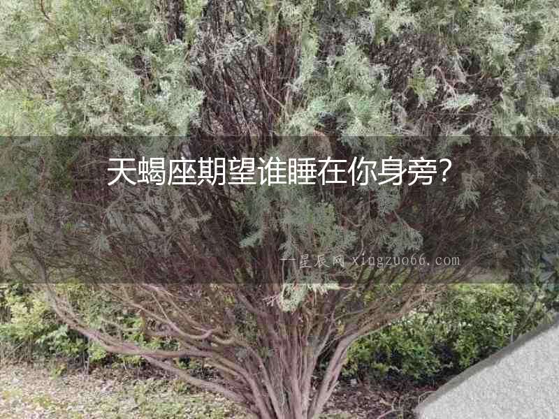 天蝎座期望誰睡在你身旁？