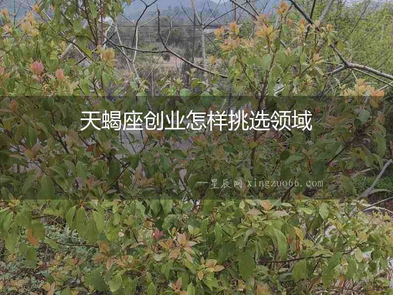 天蝎座創業怎樣挑選領域