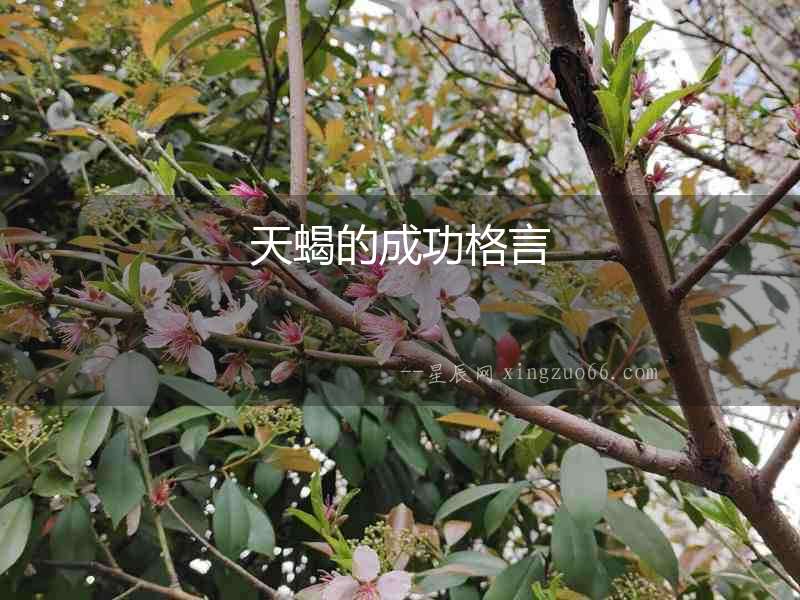 天蝎的成功格言