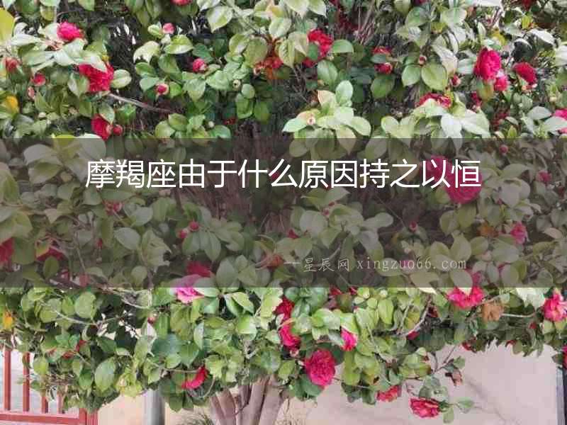 摩羯座由于什么原因持之以恒