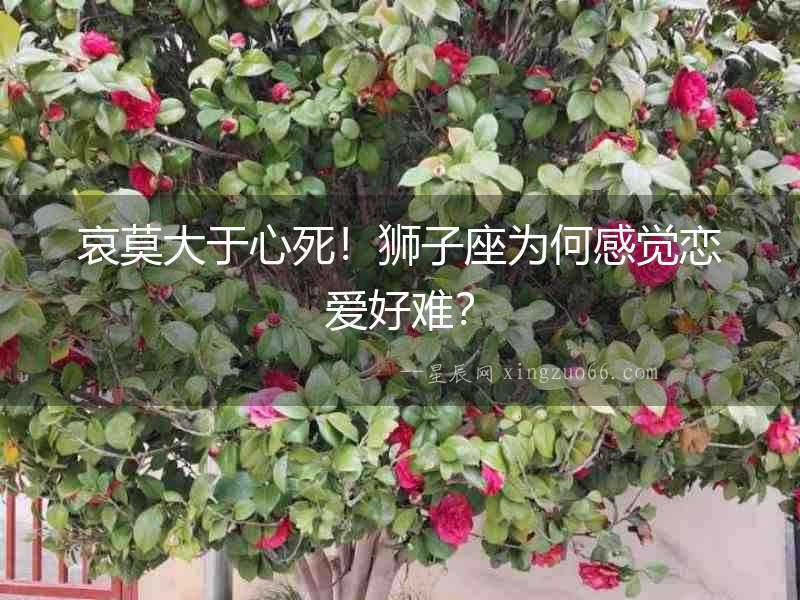 哀莫大于心死！獅子座為何感覺戀愛好難？