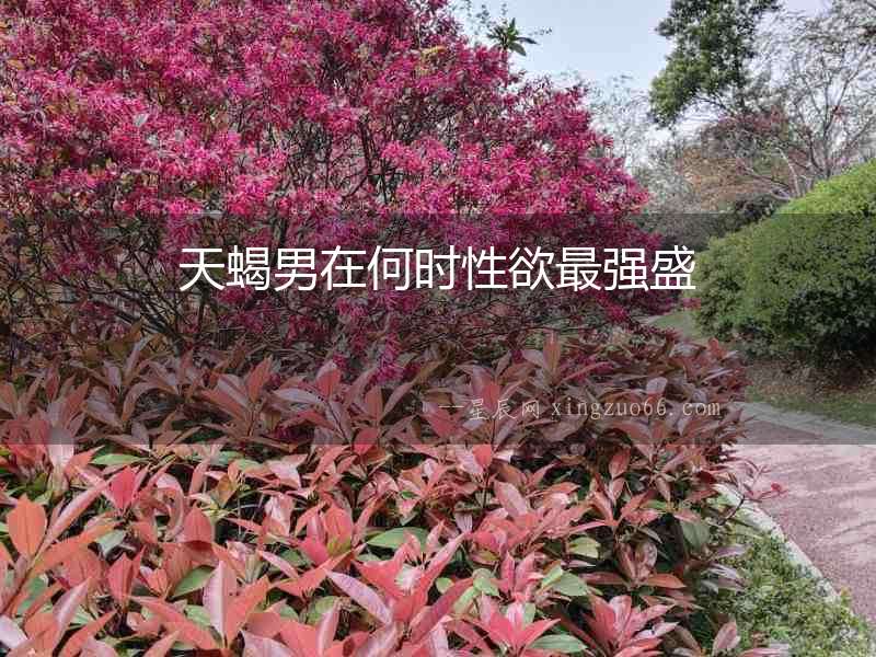 天蝎男在何時性欲最強盛