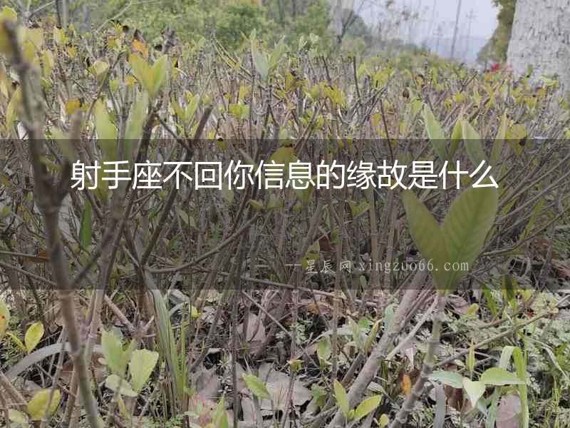 射手座不回你信息的緣故是什么