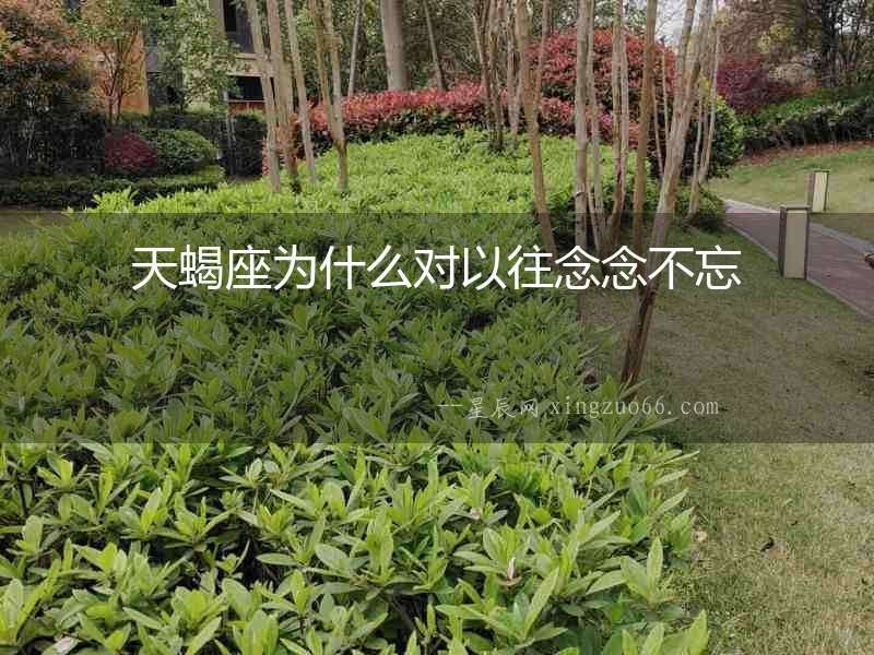 天蝎座為什么對以往念念不忘