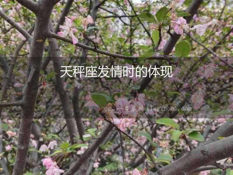天秤座發情時的體現