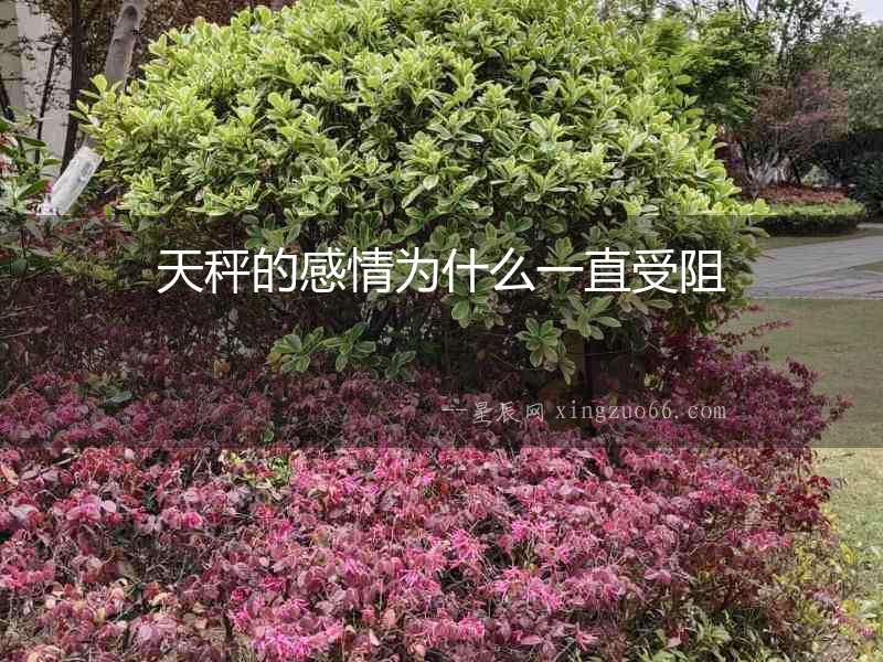 天秤的感情為什么一直受阻