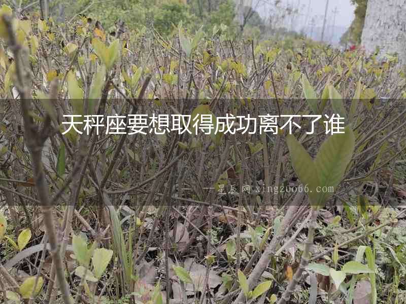 天秤座要想取得成功離不了誰