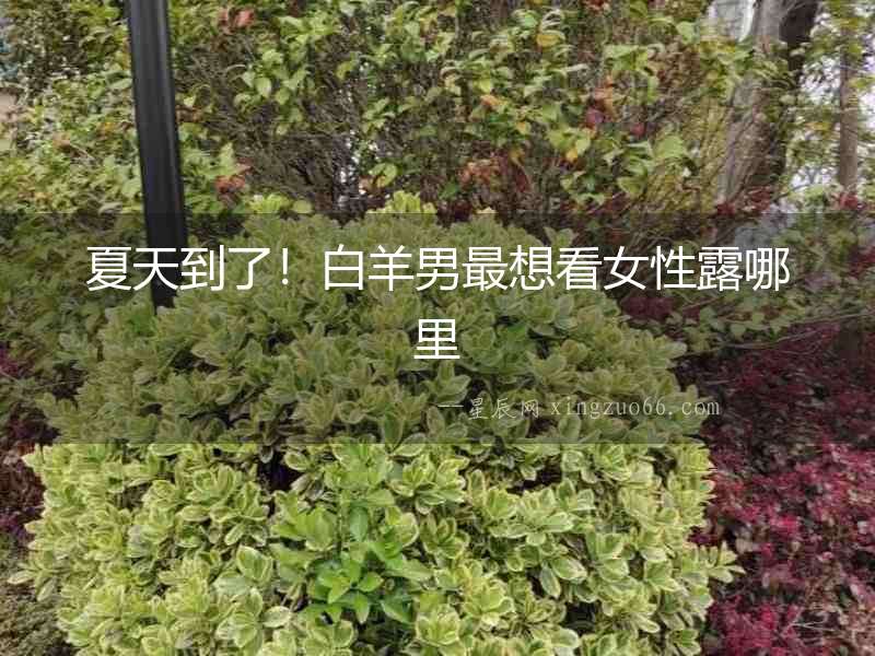 夏天到了！白羊男最想看女性露哪里