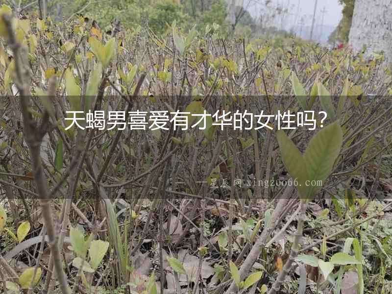 天蝎男喜愛有才華的女性嗎？
