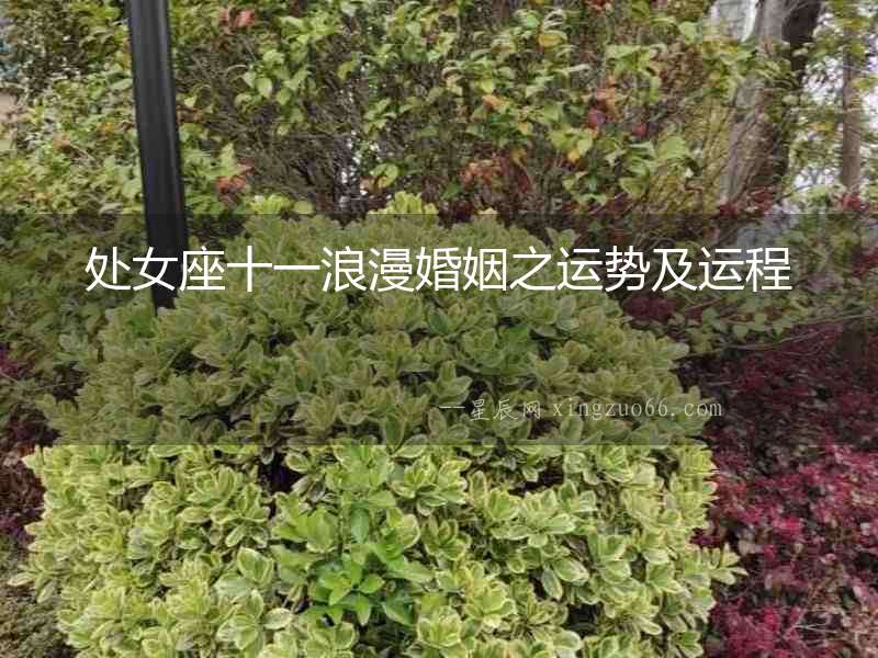 處女座十一浪漫婚姻之運勢及運程
