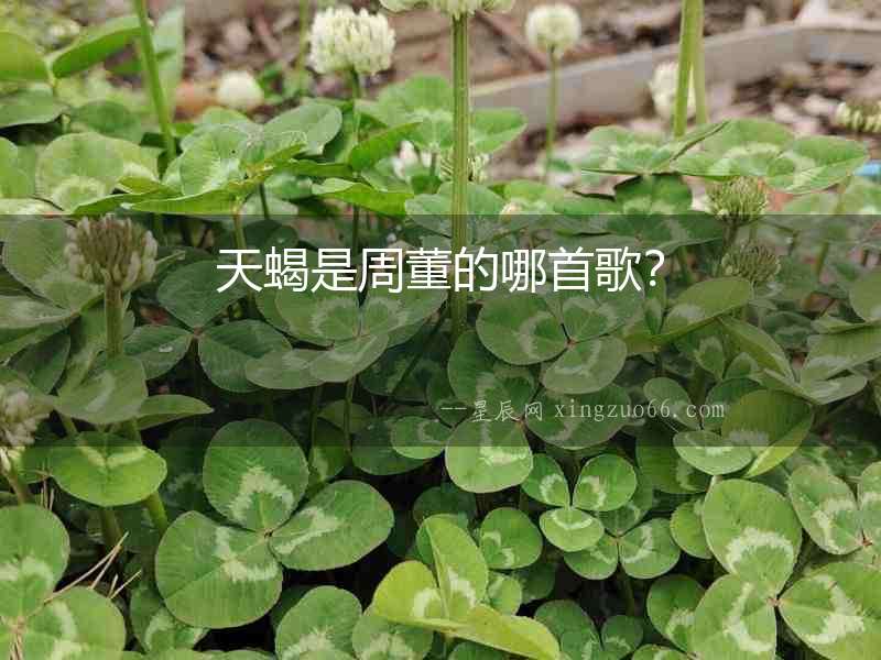 天蝎是周董的哪首歌？