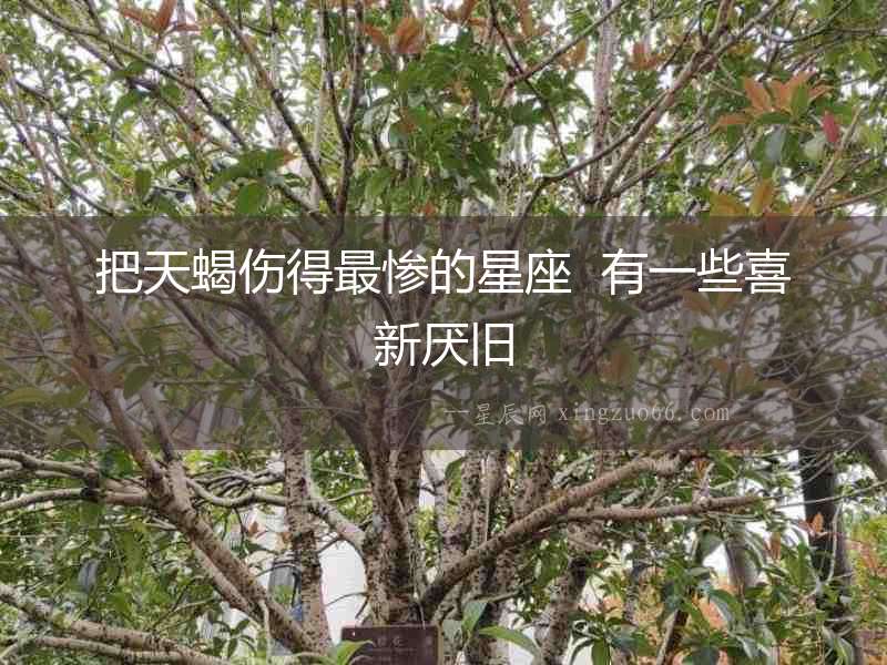 把天蝎傷得最慘的星座  有一些喜新厭舊