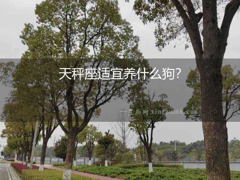 天秤座適宜養什么狗？
