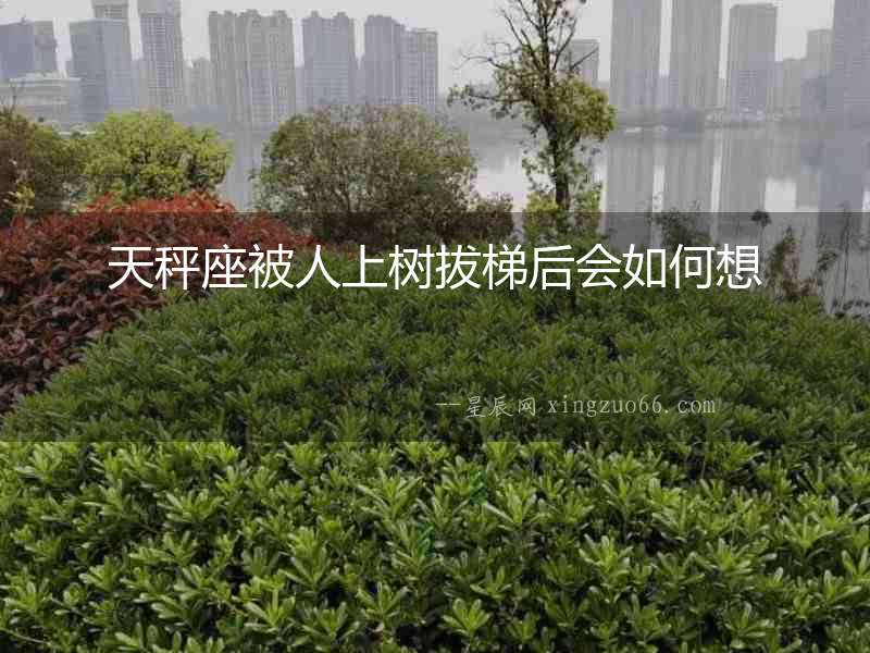 天秤座被人上樹拔梯后會(huì)如何想