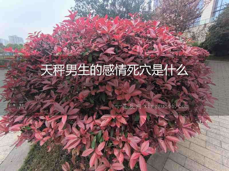天秤男生的感情死穴是什么