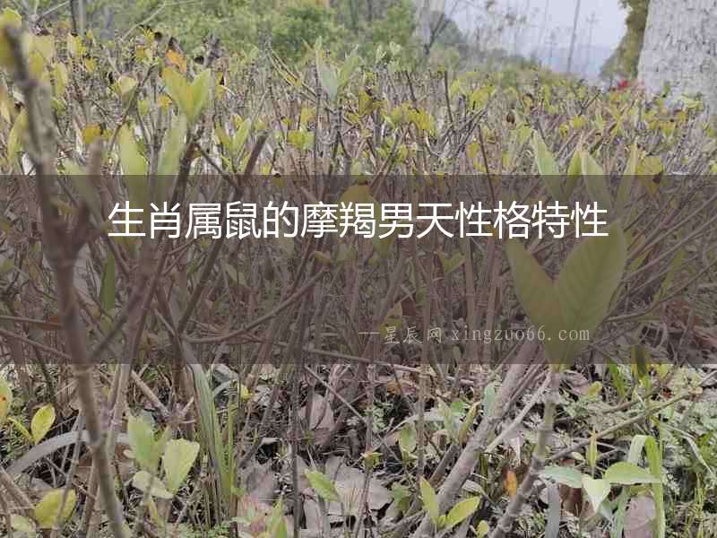 生肖屬鼠的摩羯男天性格特性