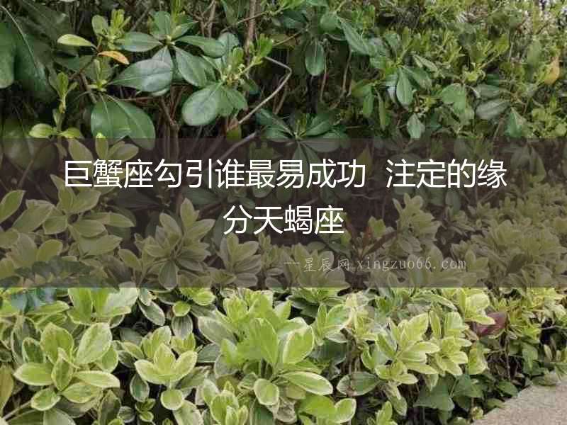 巨蟹座勾引誰最易成功  注定的緣分天蝎座