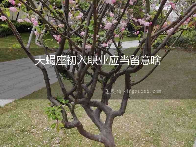 天蝎座初入職業應當留意啥