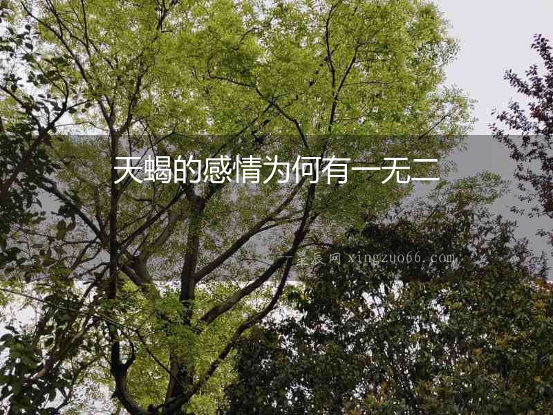 天蝎的感情為何有一無二