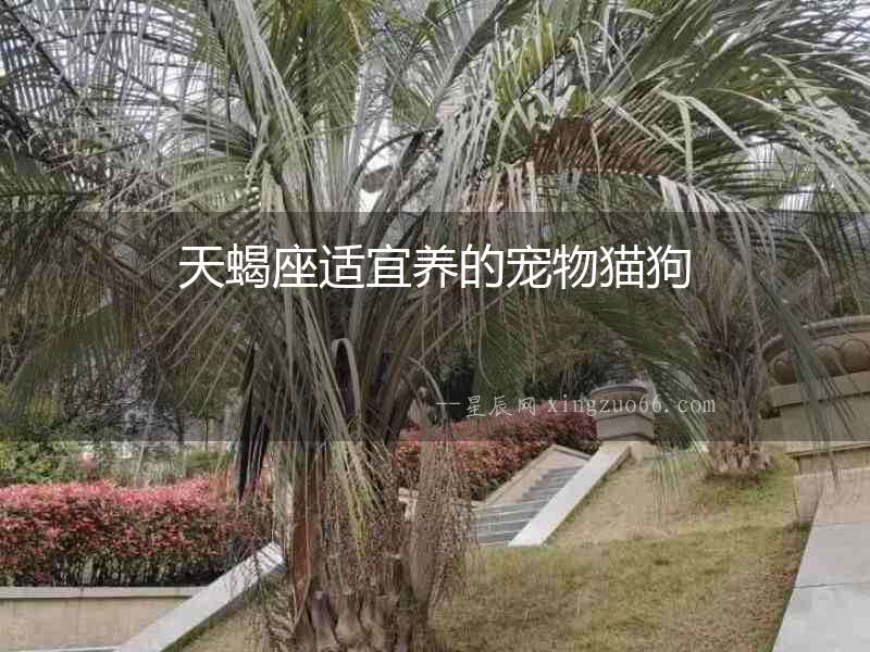 天蝎座適宜養(yǎng)的寵物貓狗